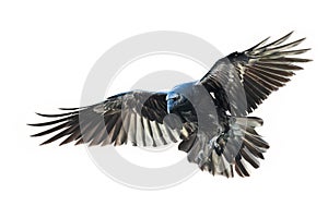 Birds flying raven isolated on white background Corvus corax. Halloween