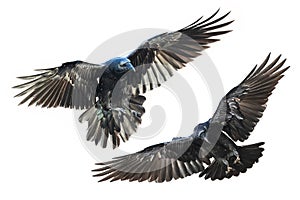 Birds flying ravens isolated