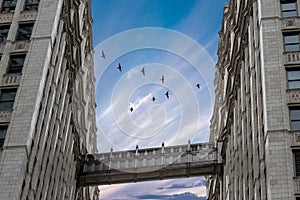 Birds flying in the shape of v above the bridge between the Wrigley Building at the financial district, Chiacago