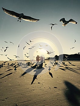 Birds flying on the shores of Tybee Island - GEORGIA - USA