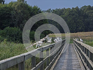Birds flying and sitting on a wooden footbridge