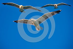 Birds flying in the sky