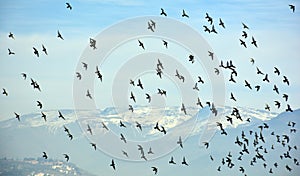 Birds flying in the sky photo