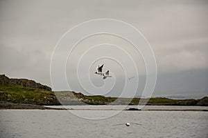 Birds flying in sky with wings wide open on overcast cloudy summer day in Iceland, copy space.