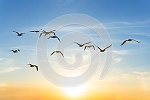 Birds flying on a sunset background