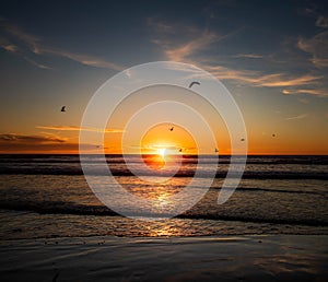 Birds Flying Into Sunset, Encinitas California