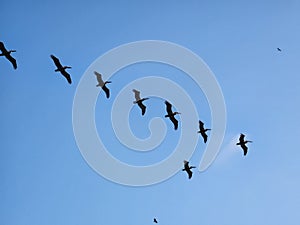 Birds flying synchronized