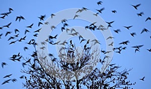 Birds flying and tree in foreground