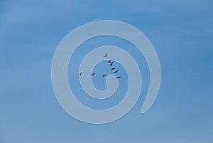 Birds flying wedge against the blue sky