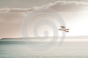 Birds flying white grey white seagull nature wildlife park natural the Old Head Kinsale Ireland