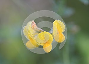 Birds-foot Trefoil flower