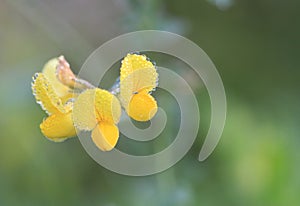 Birds-foot Trefoil flower