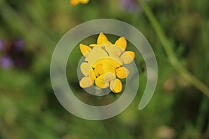 Birds-foot Trefoil Flower Centered in photo