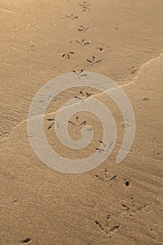 Birds footprints on sand beach.