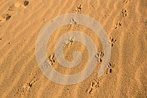 Birds footprints on sand beach in sunny day