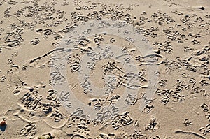 And birds' footsteps on the sand of the beach
