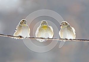 birds in forest during winter