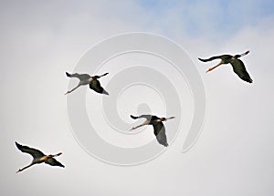 Birds formation, Ahula, Israel