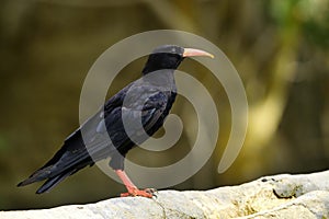 Pyrrhocorax pyrrhocorax - La chova piquirroja es una especie de ave paseriforme de la familia Corvidae. photo