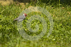 Birds in freedom and in their environment of Uruguay.