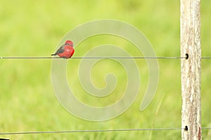 Birds in freedom and in their environment of Uruguay.