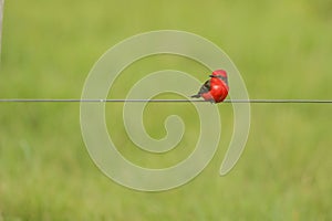 Birds in freedom and in their environment of Uruguay.