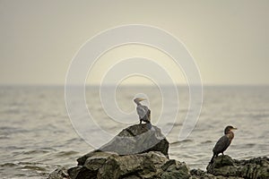 Birds in freedom and in their environment of Uruguay. photo