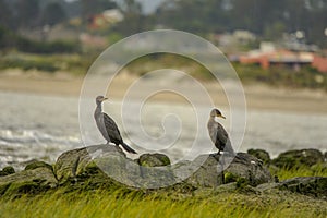 Birds in freedom and in their environment of Uruguay. photo