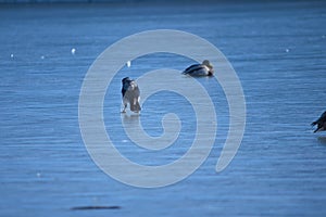 birds on a frozen lake, winter, closeup of photo