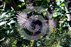 Birds get into spider webs and suffer to survive!