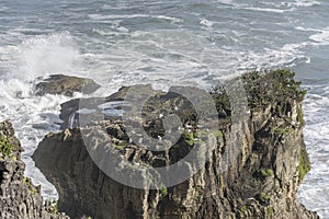 Birds on green top of worn cliffs at Tasman sea shore, Punakaiki, West Coast, New Zealand
