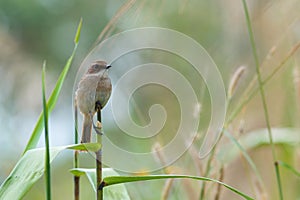 Birds,Grey Bushchat Saxicola ferrea Female - Birds of Doi Sun Juh, Chiang Mai,Thailand.