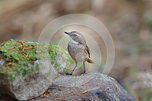 Birds,Grey Bushchat Saxicola ferrea Female - Birds of Doi Sun Juh, Chiang Mai,Thailand.