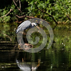 Birds - Grey Heron, Heron, Ardea cinerea
