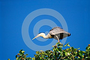 Birds Grey heron ardea cinerea on tree