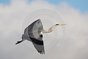 BIRDS - Grey Heron