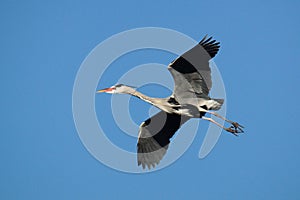 BIRDS - Grey Heron