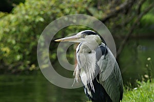 BIRDS - Grey Heron