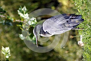 BIRDS - Grey Heron