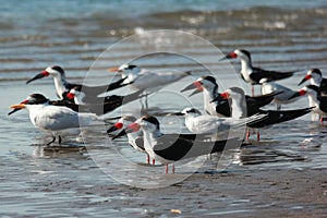 Birds group, Isla Juan Venado, Nicaragua photo