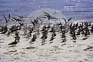 Birds on gulf coast