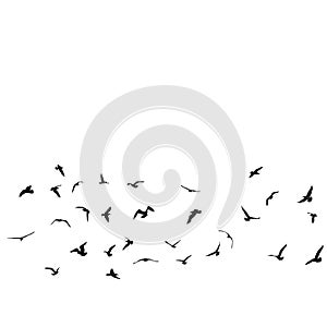 Birds, gulls, black silhouette on white background