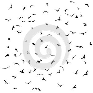 Birds, gulls, black silhouette on white background. Vector