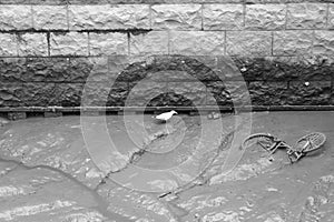 Birds at the Hamburg Elbe River