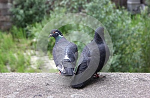 Birds at the Hamburg Elbe River