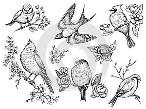 Birds hand drawn illuatrations in vintage style with spring blossom flowers.