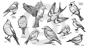 Ptactvo ručně malovaná vektor ilustrace 