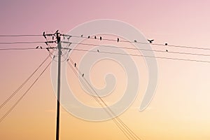 Birds hang onto electricity power lines.