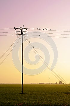 Birds hang onto electricity power lines.