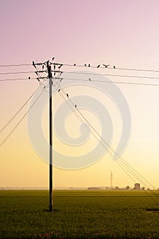 Birds hang onto electricity power lines. photo